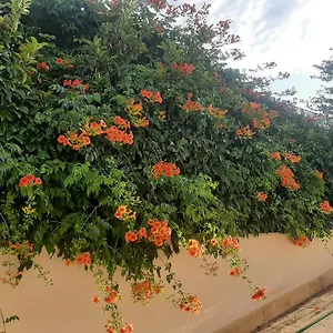https://the-orange-groove.barihotels.org